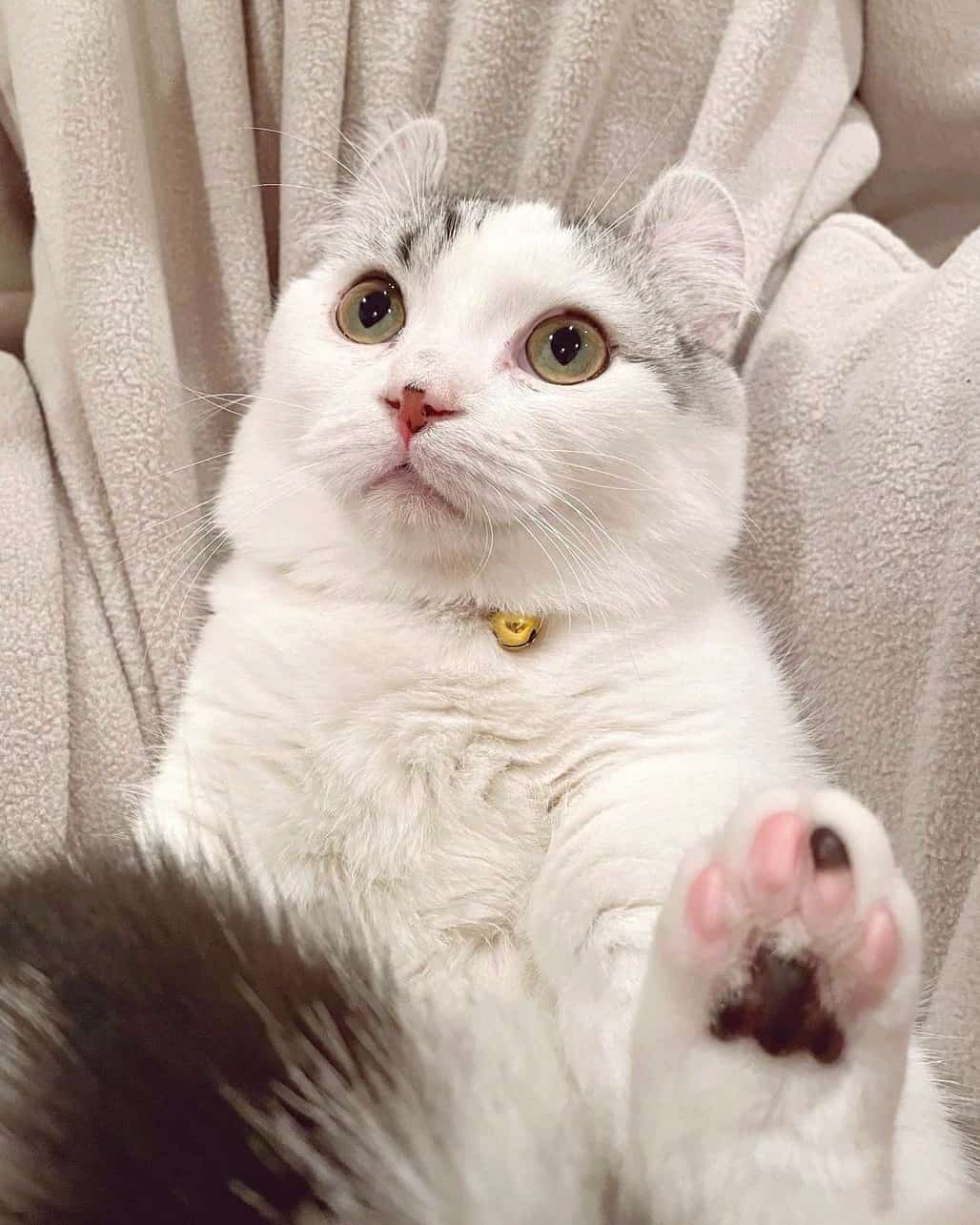 Kin Kalow Kinkalow Cat Breed Info, Facts, Traits & FAQs (With Pictures)