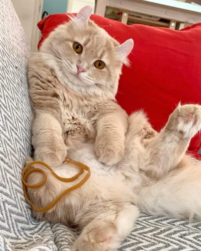 Kin Kalow Kinkalow Cat Breed Info, Facts, Traits & FAQs (With Pictures)