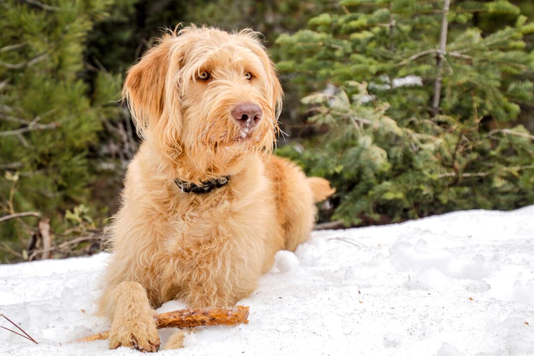 How Much Does a Labradoodle Cost? (2024 Price Guide)