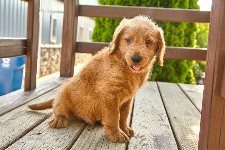 How Much Does a Labradoodle Cost? (2024 Price Guide)