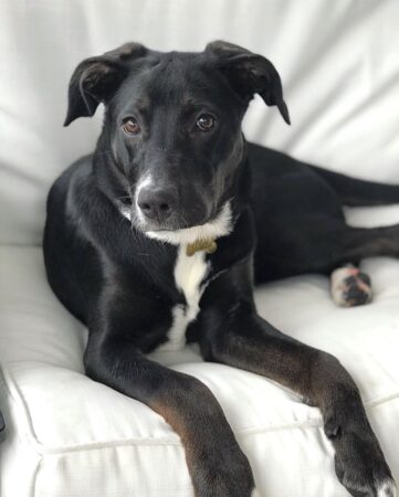 German Sheprador (German Shepherd & Labrador Mix) Info, Pictures, FAQs