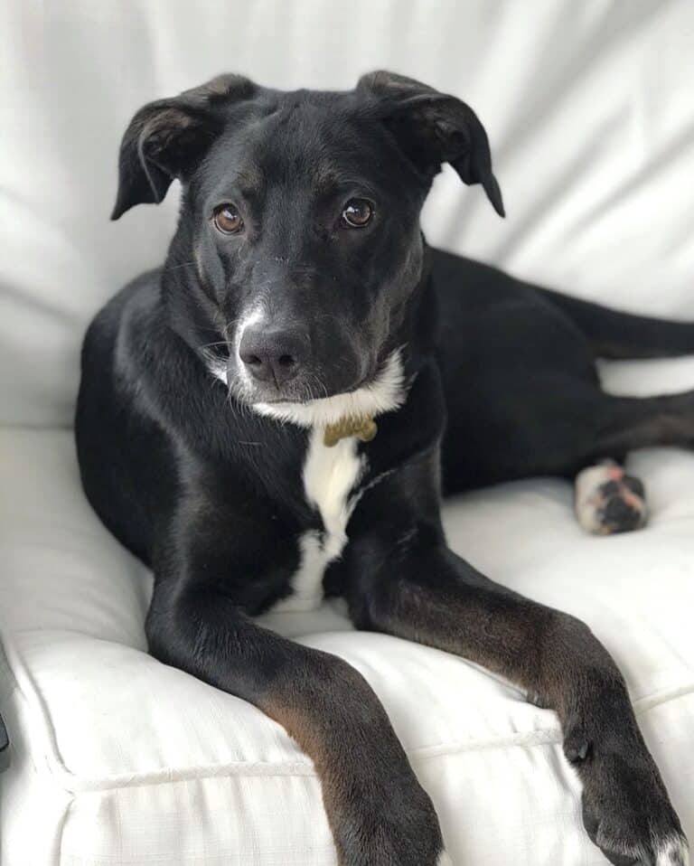 German Sheprador (German Shepherd & Labrador Mix) Info, Pictures, FAQs