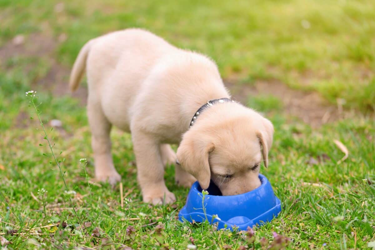 Labrador Retriever initial costs