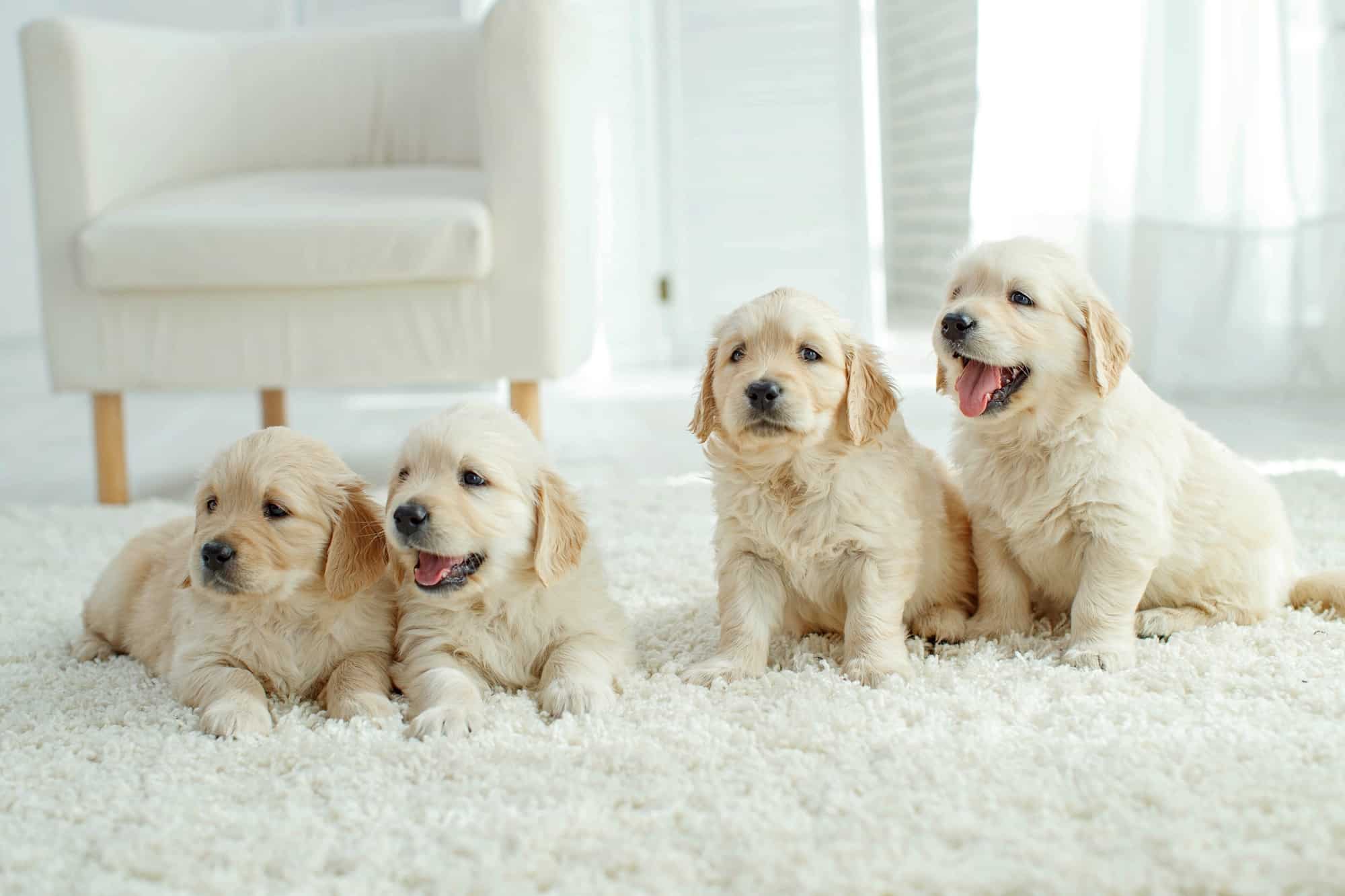 How Much Does A Labrador Retriever Cost? (2023 Price Guide)