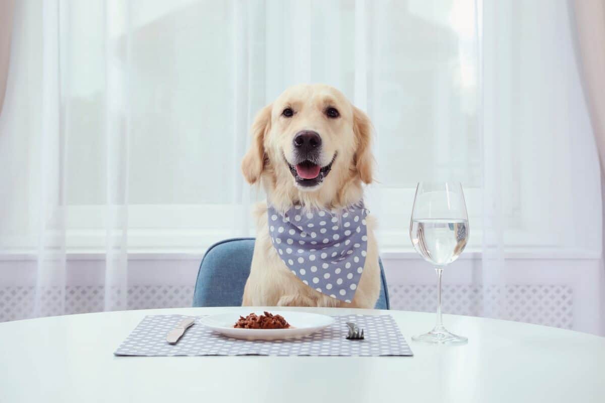Labrador yearly and monthly costs