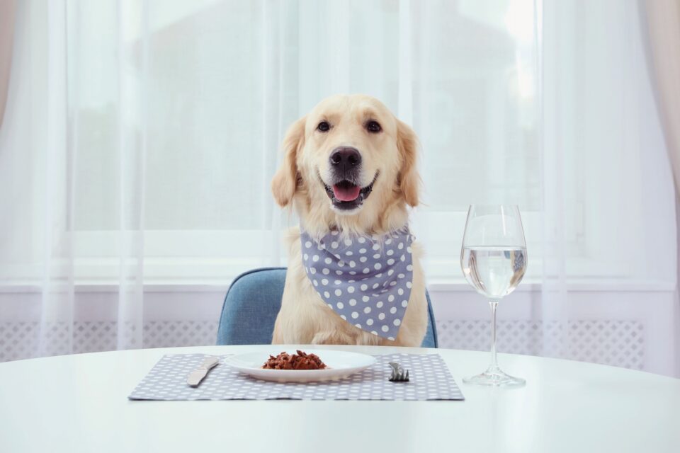 How Much Does a Labrador Retriever Cost? (2024 Price Guide)