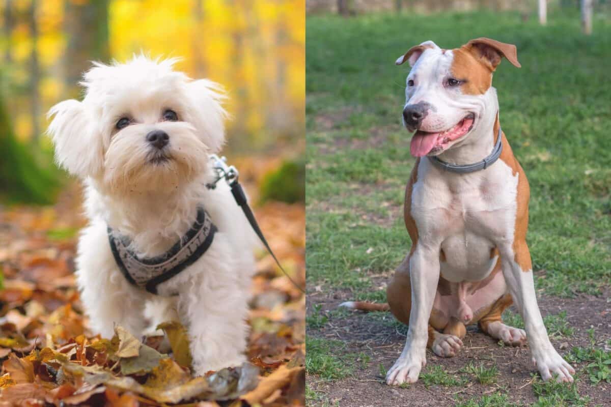 Maltese Pitbull Mix