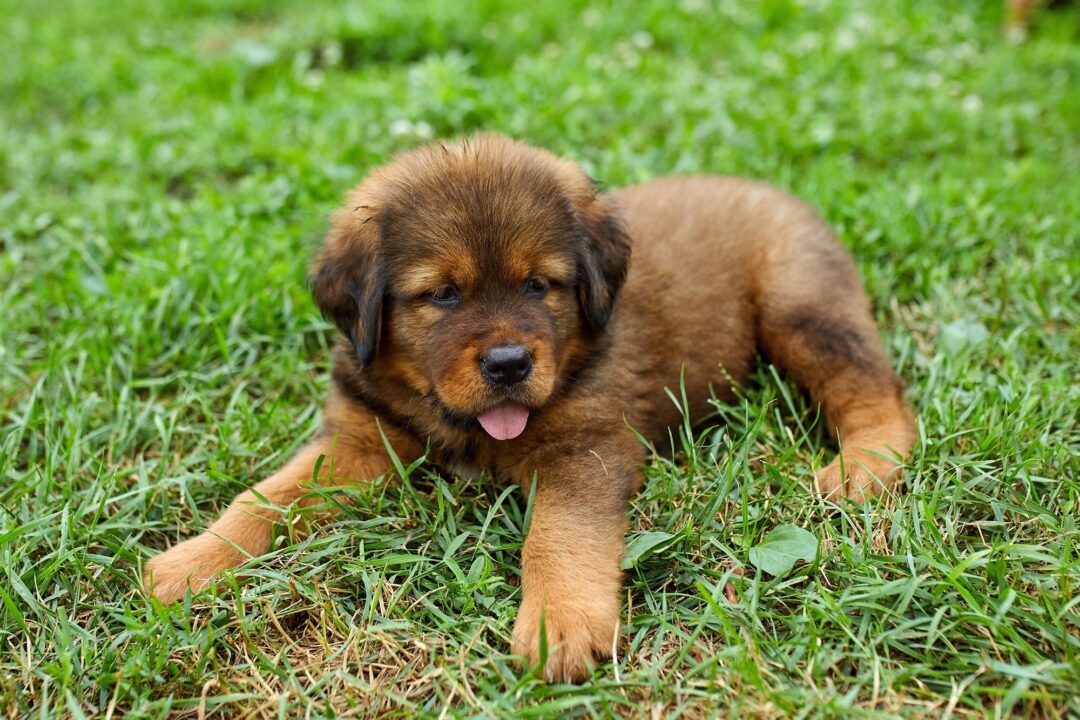 How Much Does a Newfoundland Cost? (2024 Price Guide)