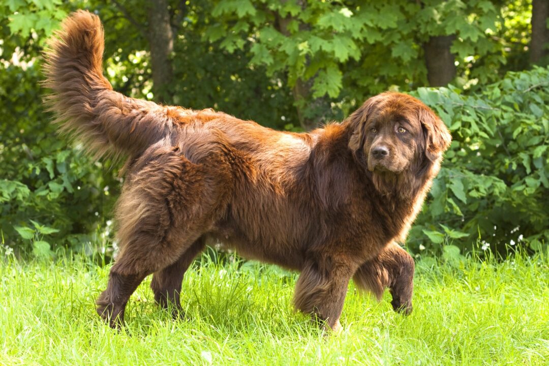 How Much Does a Newfoundland Cost? (2024 Price Guide)