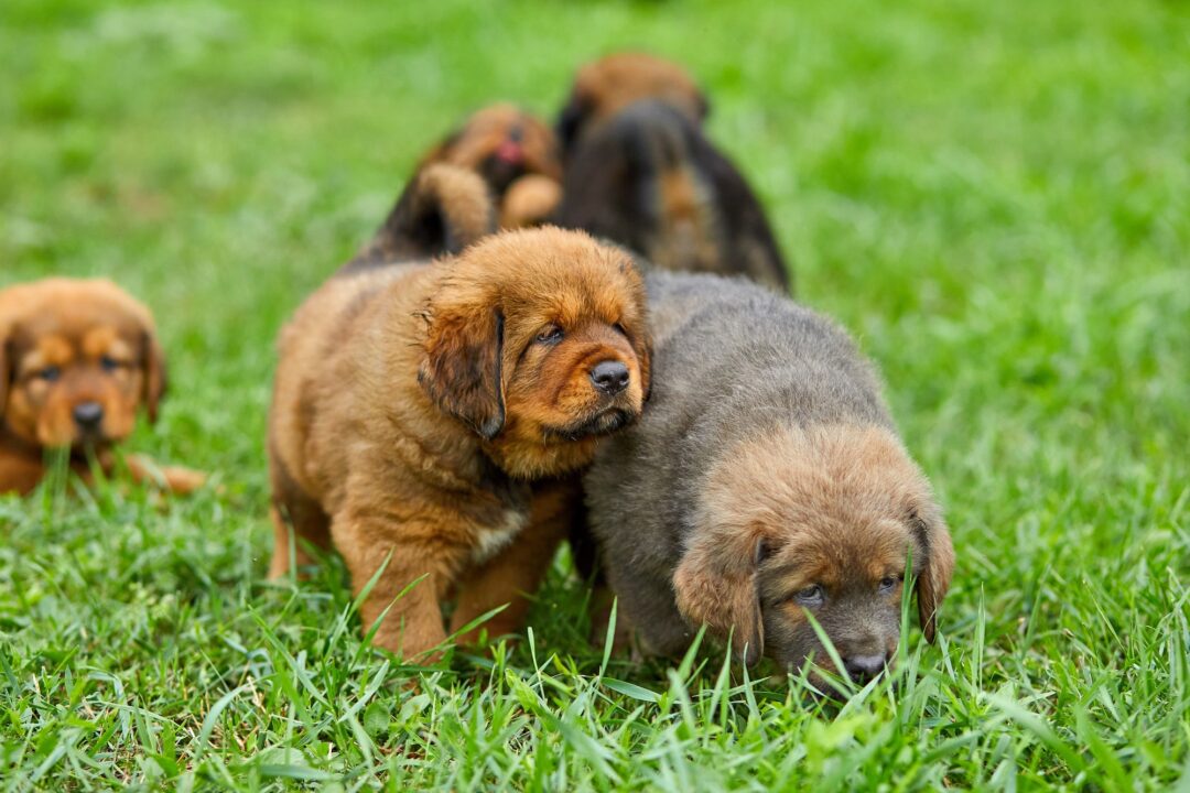 How Much Does a Newfoundland Cost? (2024 Price Guide)