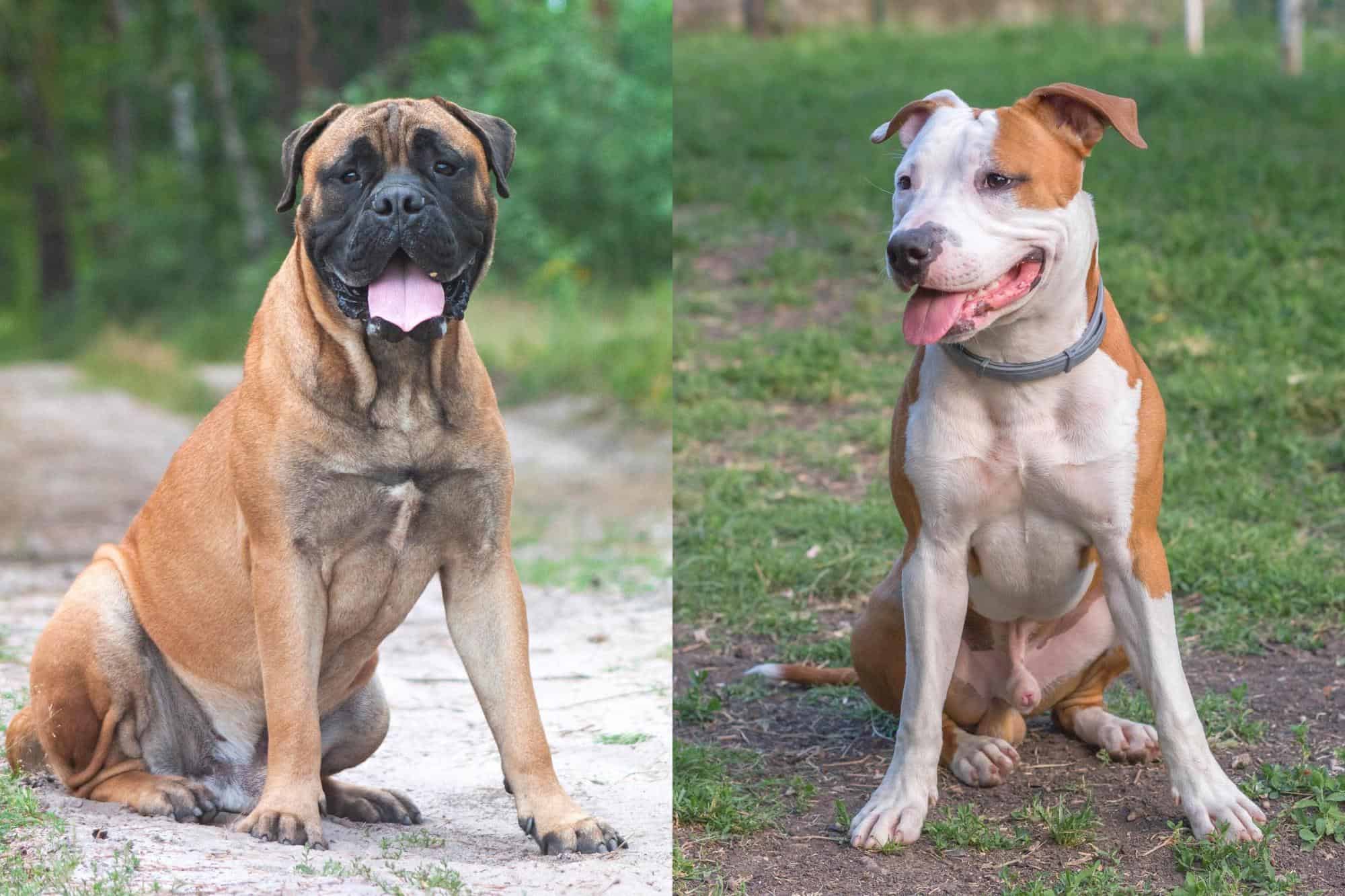 bullmastiff vs pitbull who would win in a fight