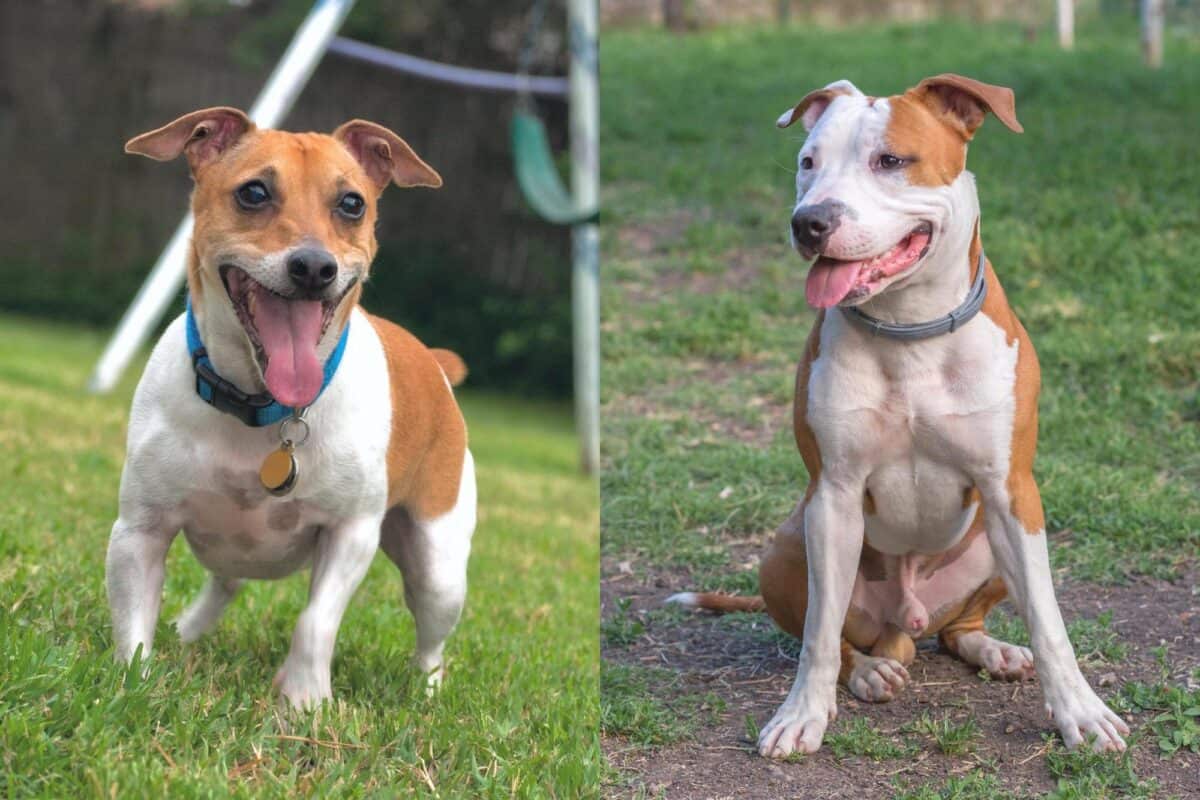 Pit Rat Terrier Rat Terrier Pitbull Mix