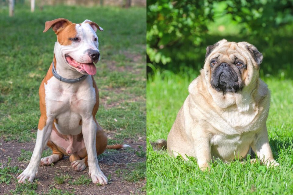 Pug Pit (Pitbull & Pug Mix) Info, Pictures, Facts, FAQs & More