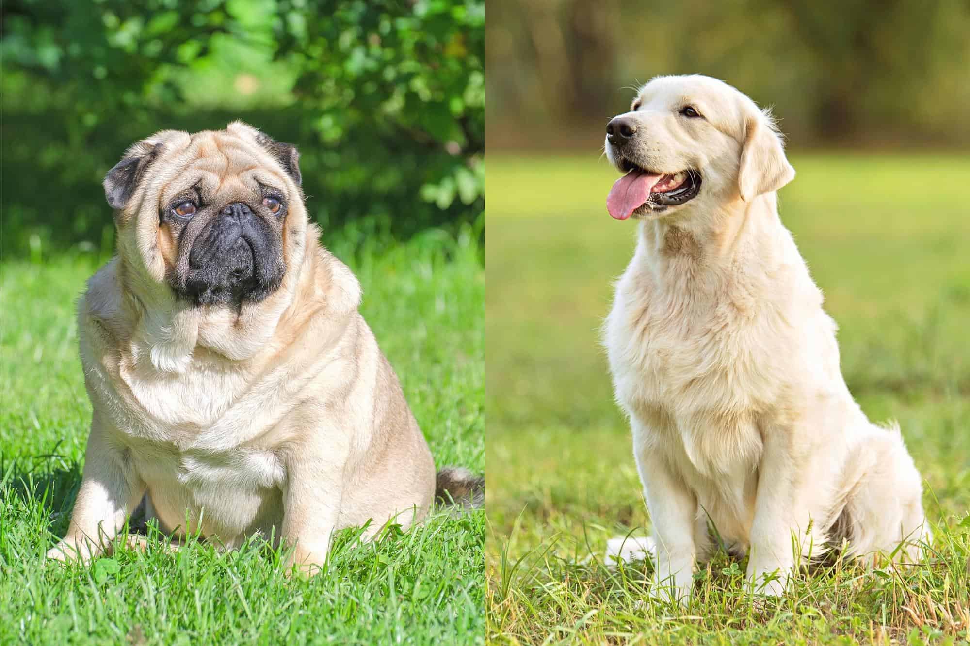 Pugador (Pug Lab Mix) Info, Pictures, Facts, FAQs & More