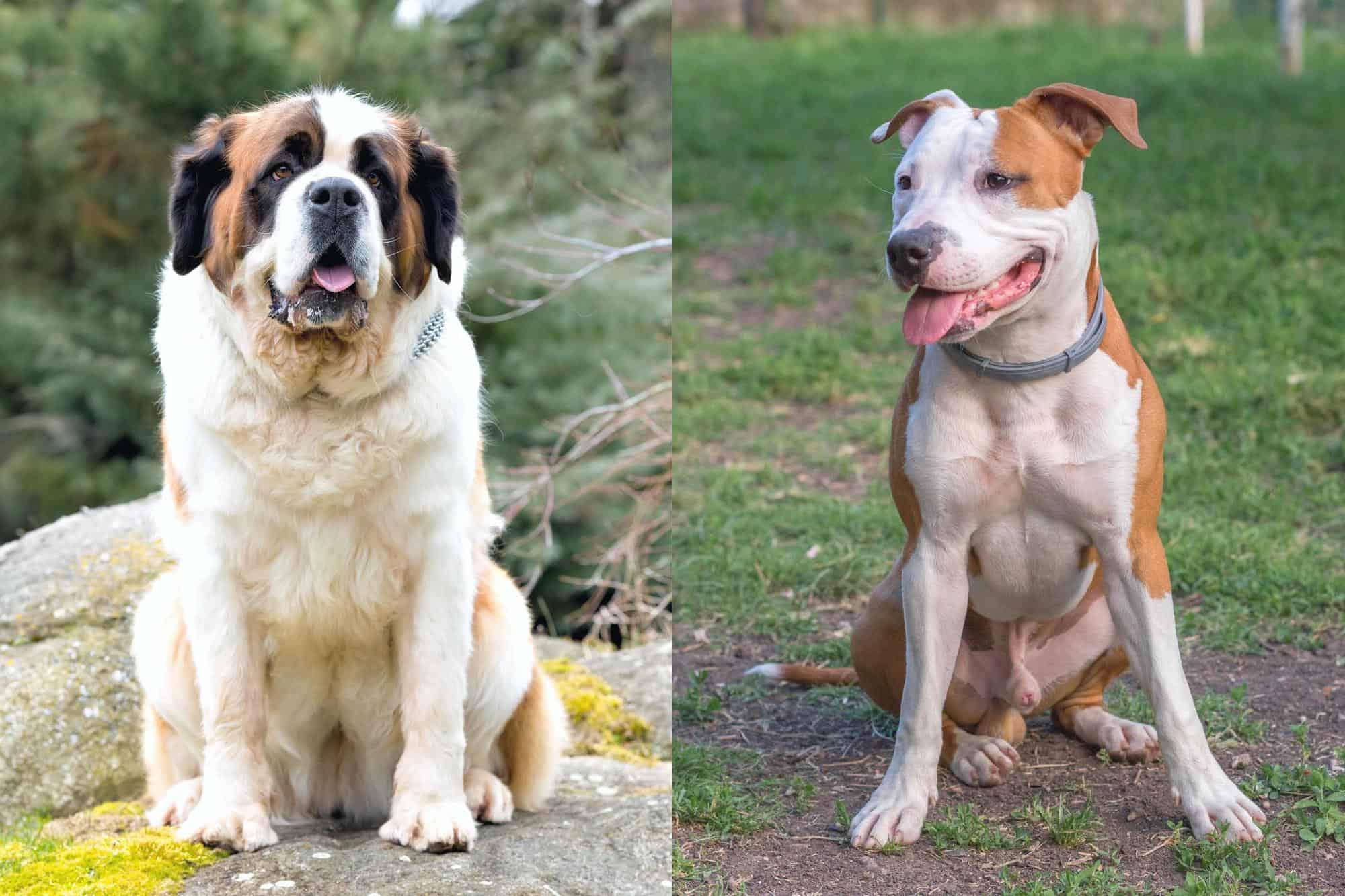 Saint Bernard Pitbull Mix: Info, Pictures, Facts, FAQs & More