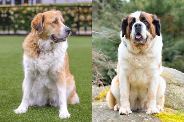 Saint Pyrenees (Great Pyrenees & Saint Bernard Mix) Info, Pictures ...