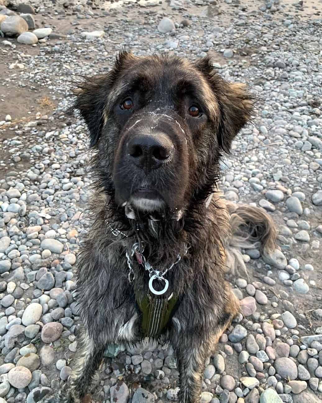 Saint Pyrenees (Great Pyrenees & Saint Bernard Mix) Info, Pictures, Facts, FAQs & More