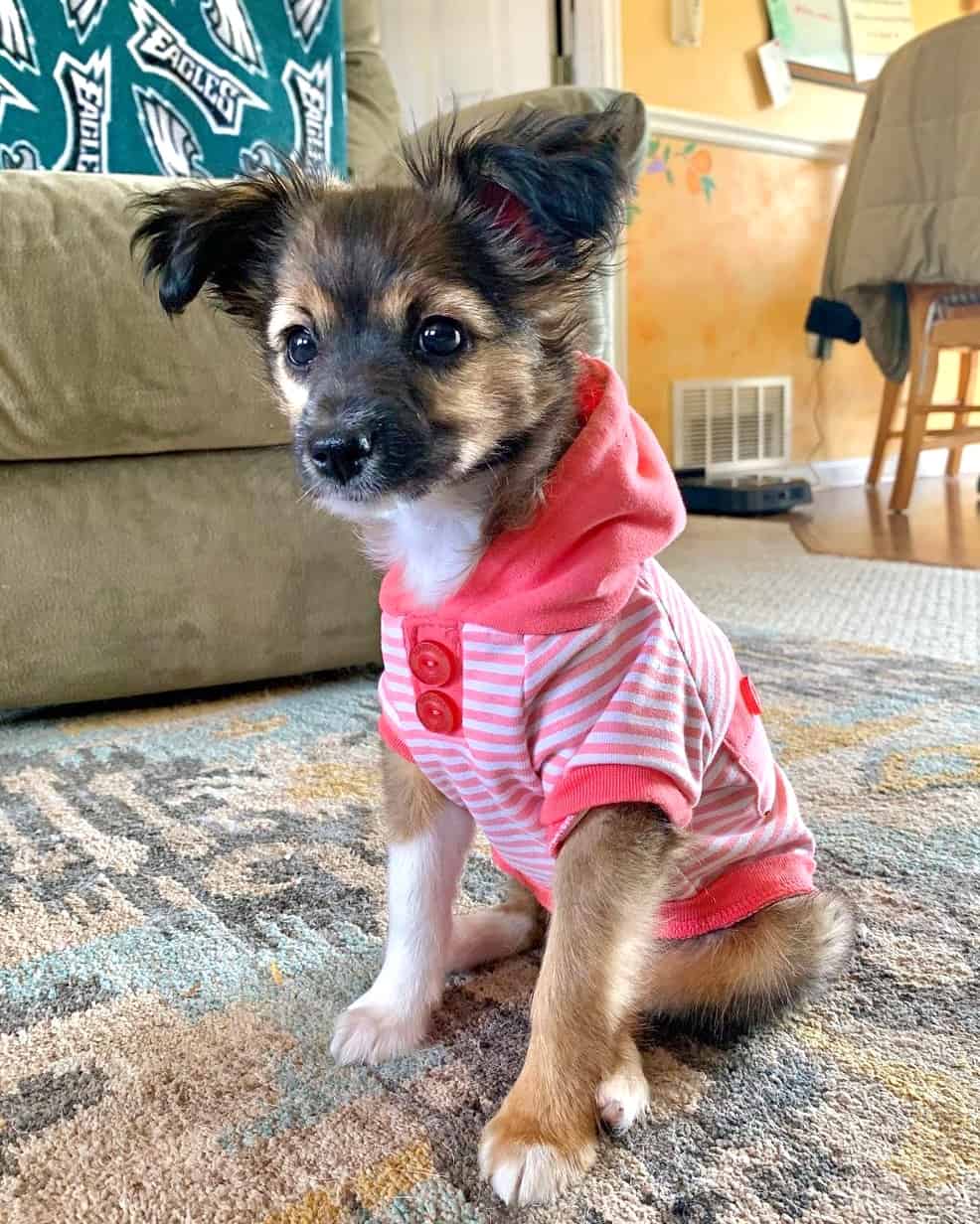 Aussie Chi (Australian Shepherd & Chihuahua Mix) Info, Pictures, FAQs & More