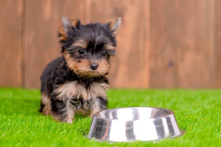 How Much Does a Teacup Yorkie Cost? (2024 Price Guide)