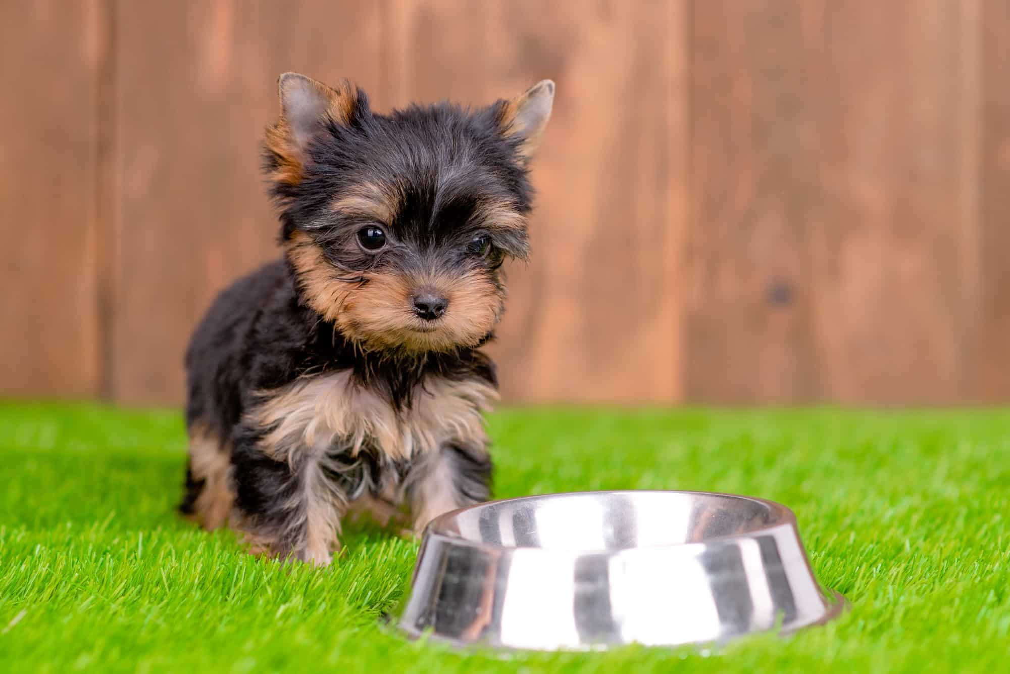 How Much Does a Teacup Yorkie Cost? (2024 Price Guide)