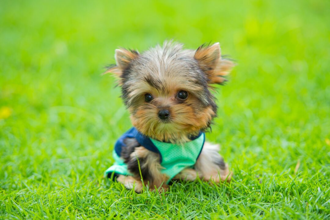 How Much Does a Teacup Yorkie Cost? (2024 Price Guide)