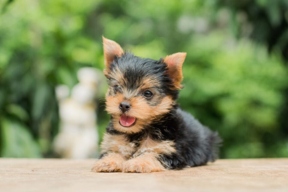 How Much Does a Teacup Yorkie Cost? (2024 Price Guide)