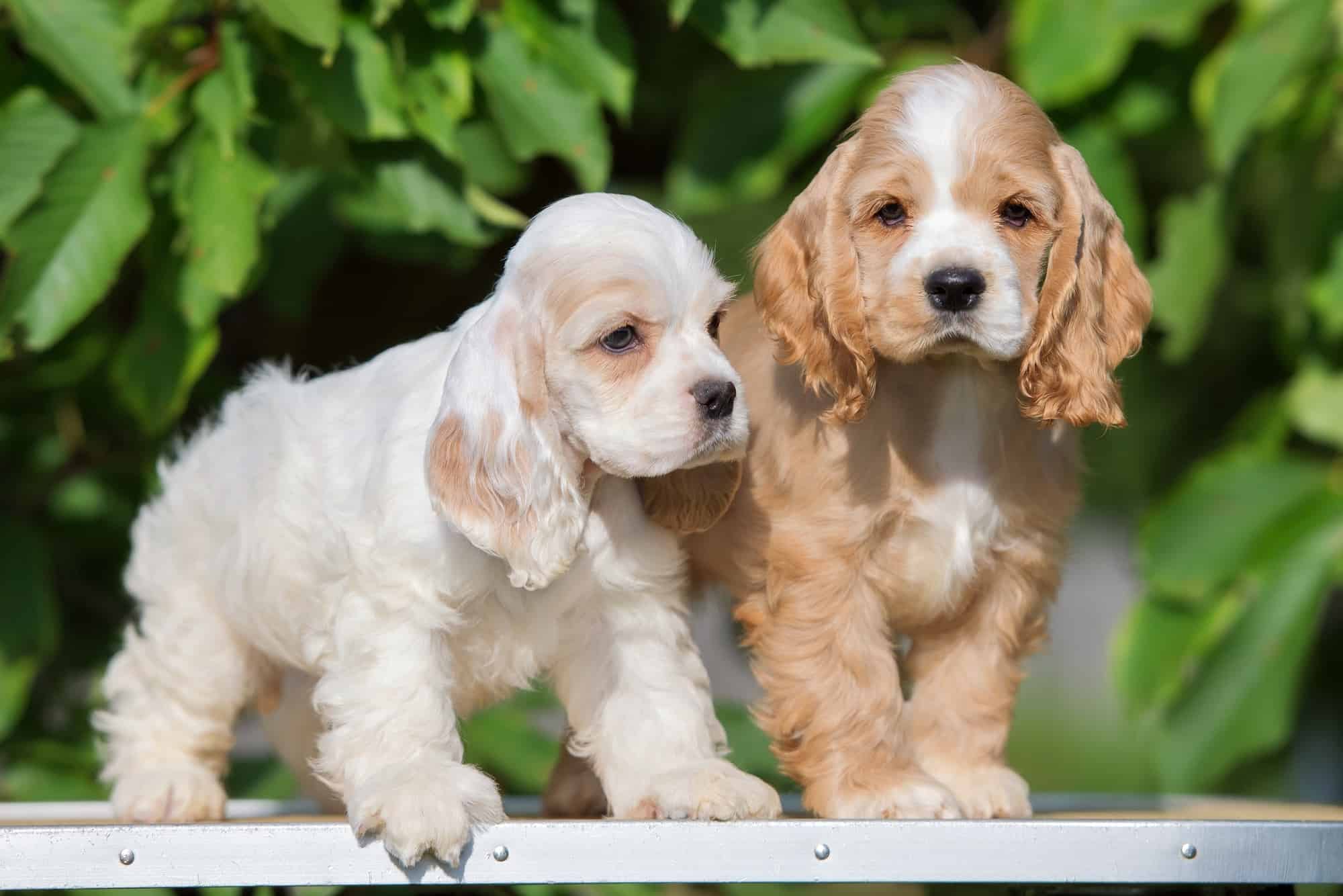 How Much Does a Cocker Spaniel Cost? (2025 Price Guide)