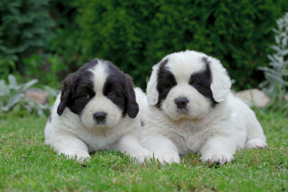 How Much Does a Newfoundland Cost? (2024 Price Guide)