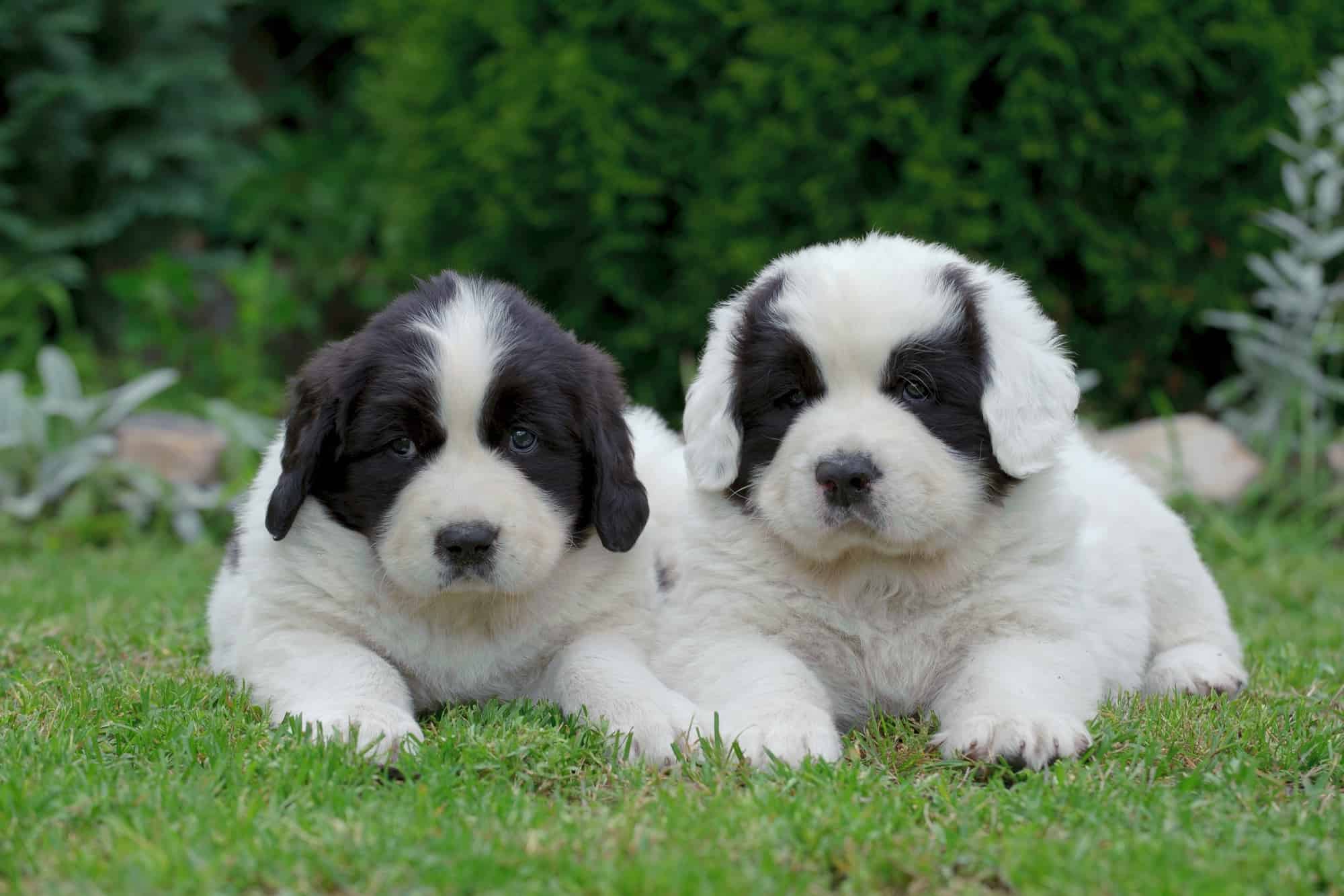 How Much Does a Newfoundland Cost? (2024 Price Guide)