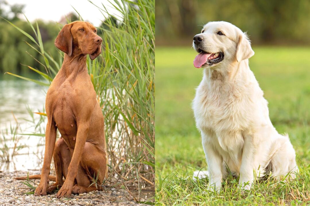 Vizslador (Vizsla Lab Mix) Info, Pictures, Facts, FAQs & More