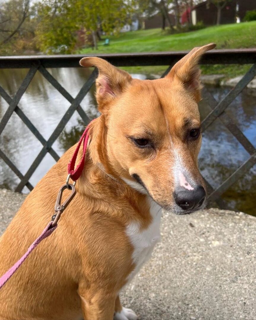 Whipador (Whippet & Labrador Mix) Info, Pictures, Facts, FAQs & More