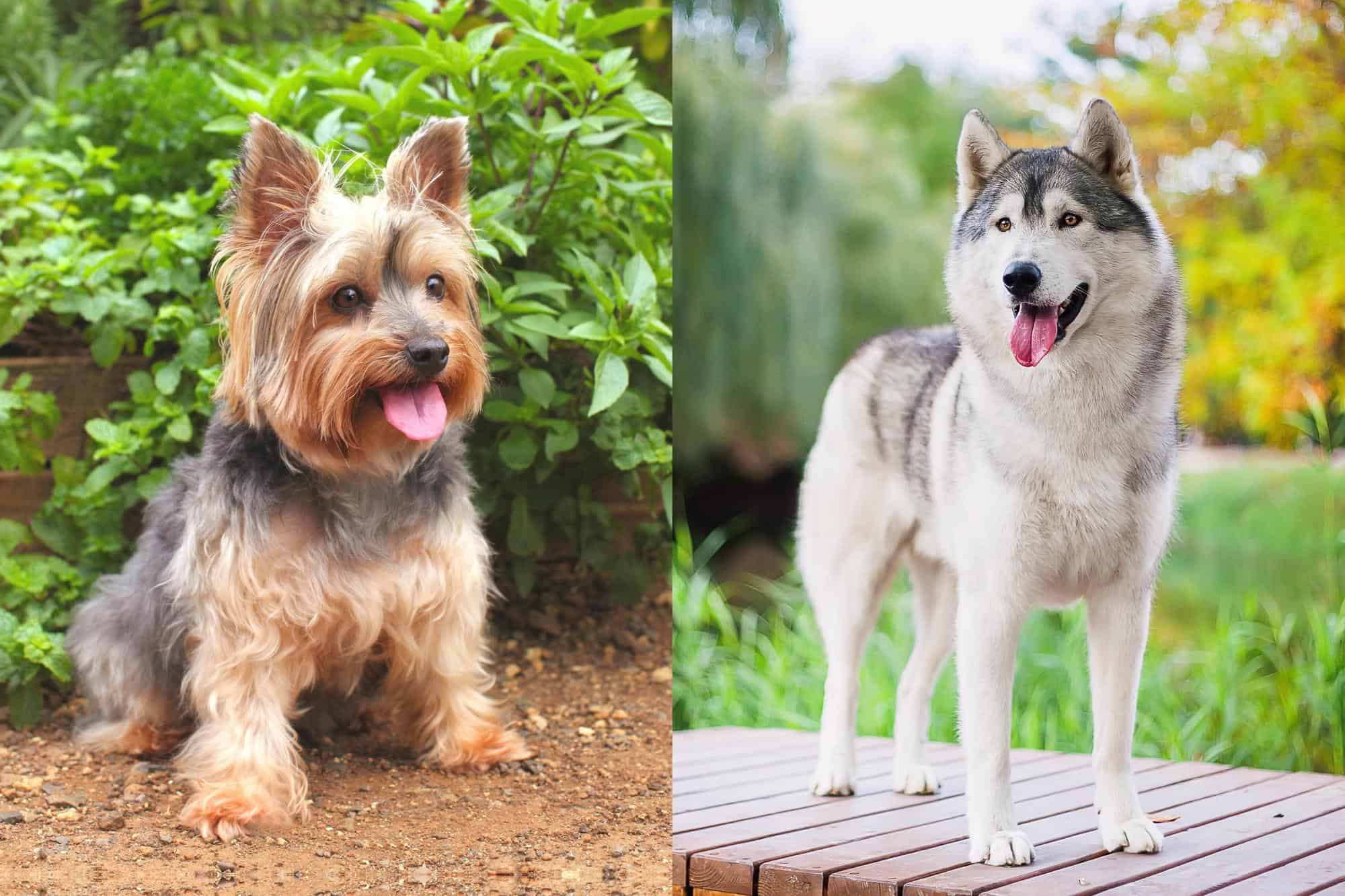 Yorksky (Yorkie & Husky Mix) Info, Pictures, Facts, FAQs & More