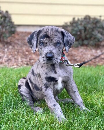 Italian Daniff (Cane Corso & Great Dane Mix) Info, Pictures, Facts