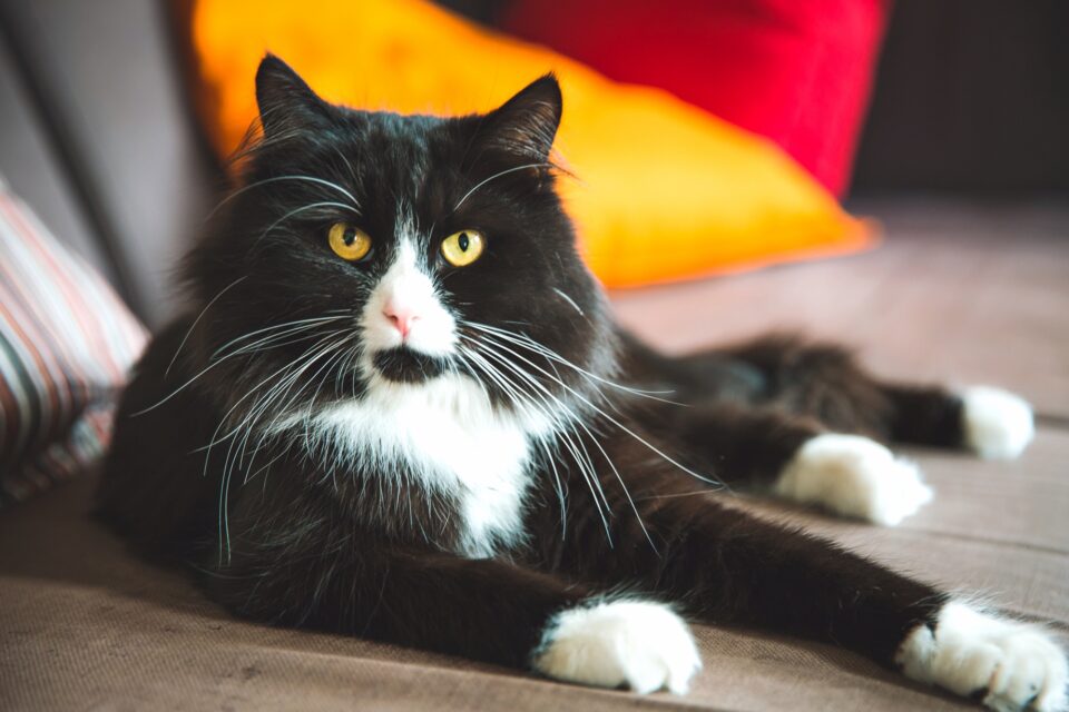 Black Ragdoll Cat Info, Traits & FAQs (With Pictures)