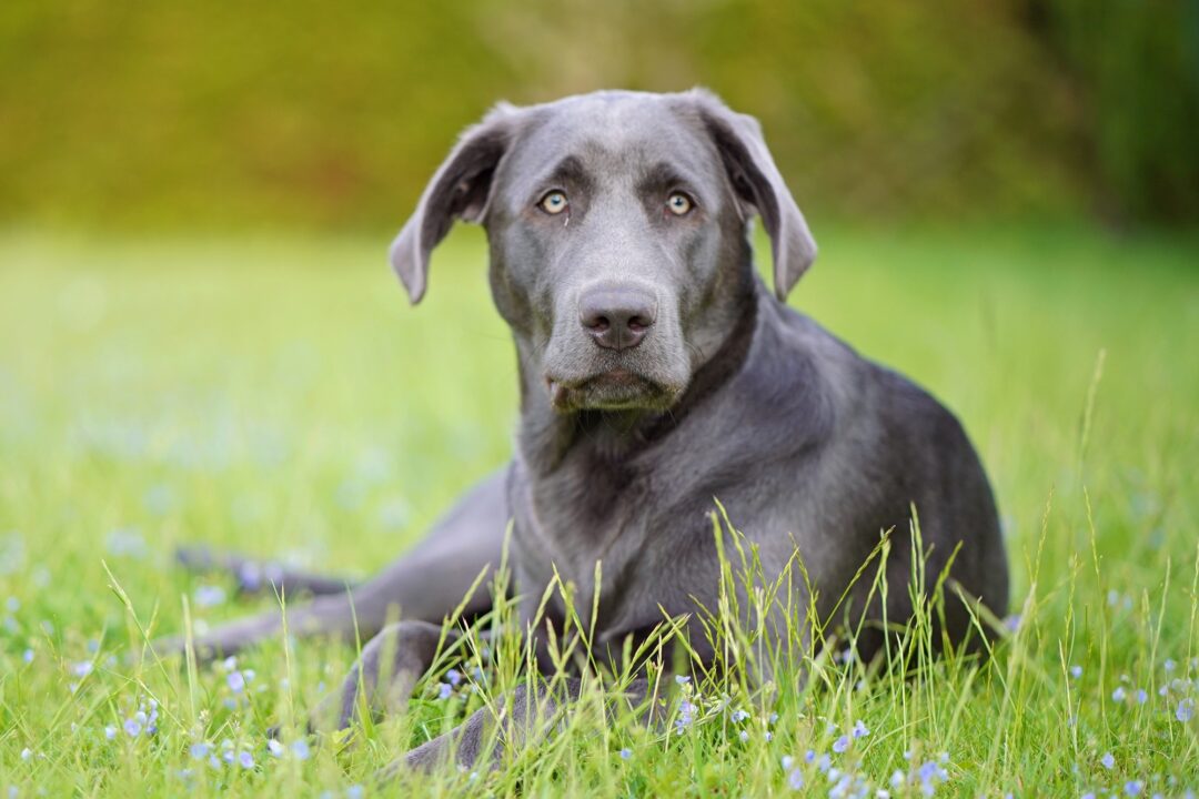 Charcoal Lab Facts, Health & FAQs (With Pictures)