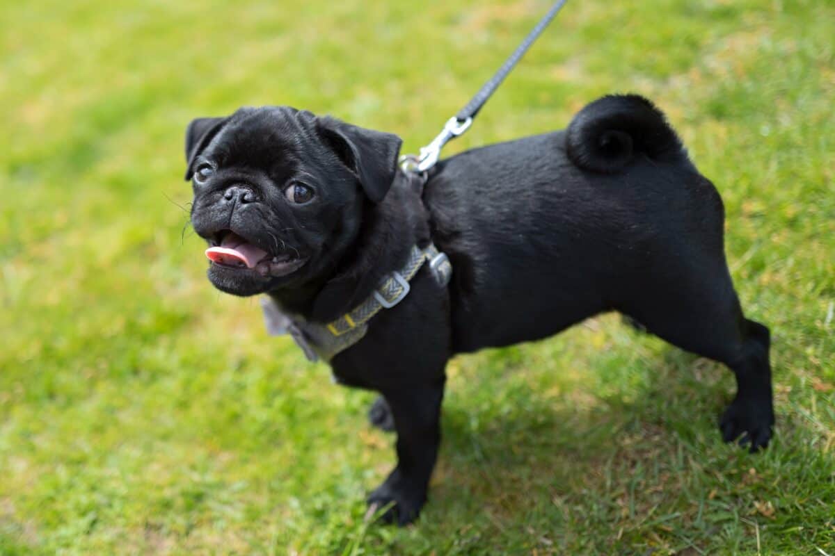 Adorable black Pug puppy portrait