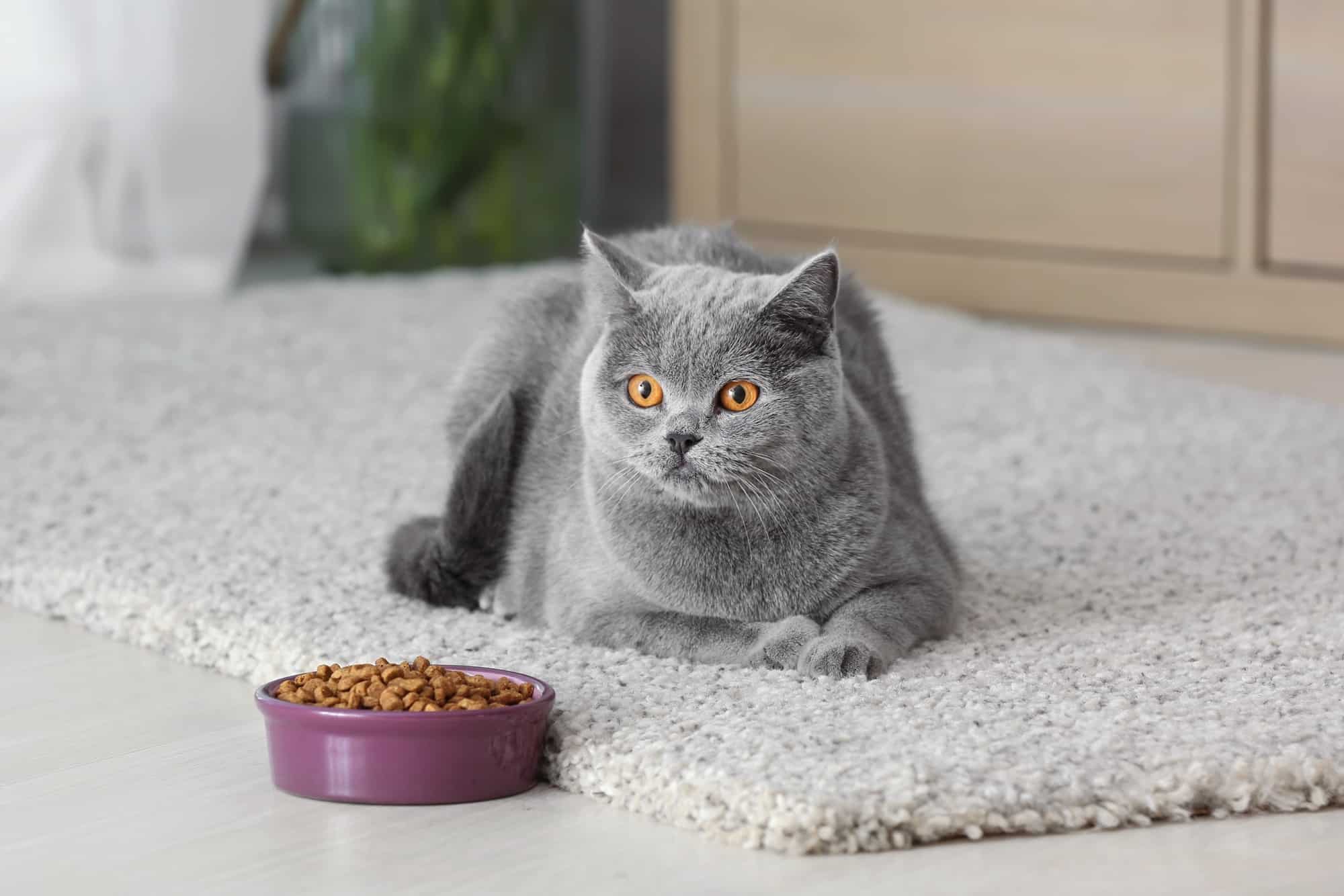 Maltese Cat Info, Appearance, Facts & Price (With Pictures)