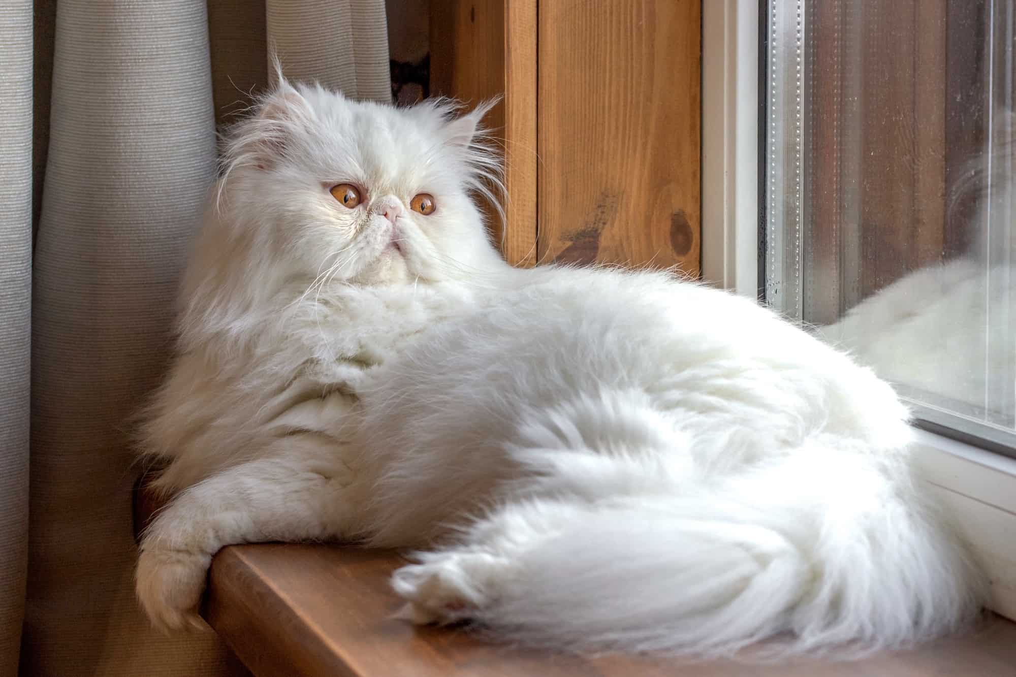 White Persian Cat Info, Traits & FAQs (With Pictures)