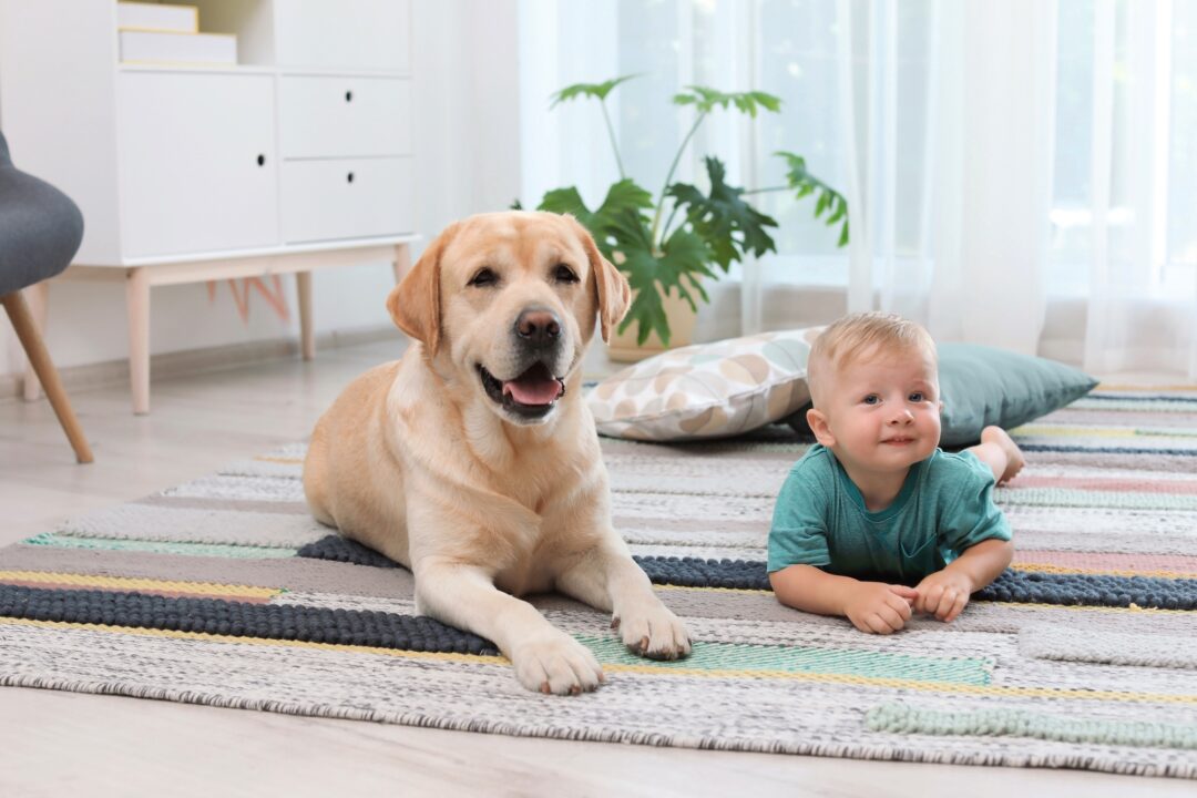 Yellow Lab Facts, Appearance, History & FAQs (With Pictures)