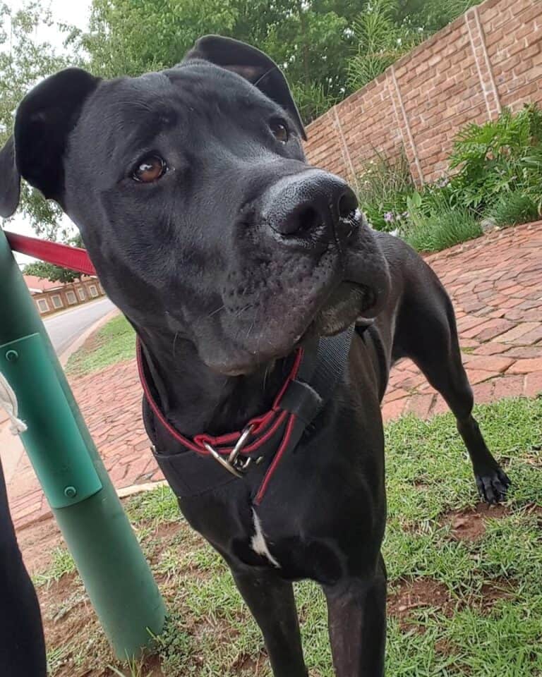 Boerboel Pit (Boerboel & Pitbull Mix) Info, Pictures, Facts, FAQs & More