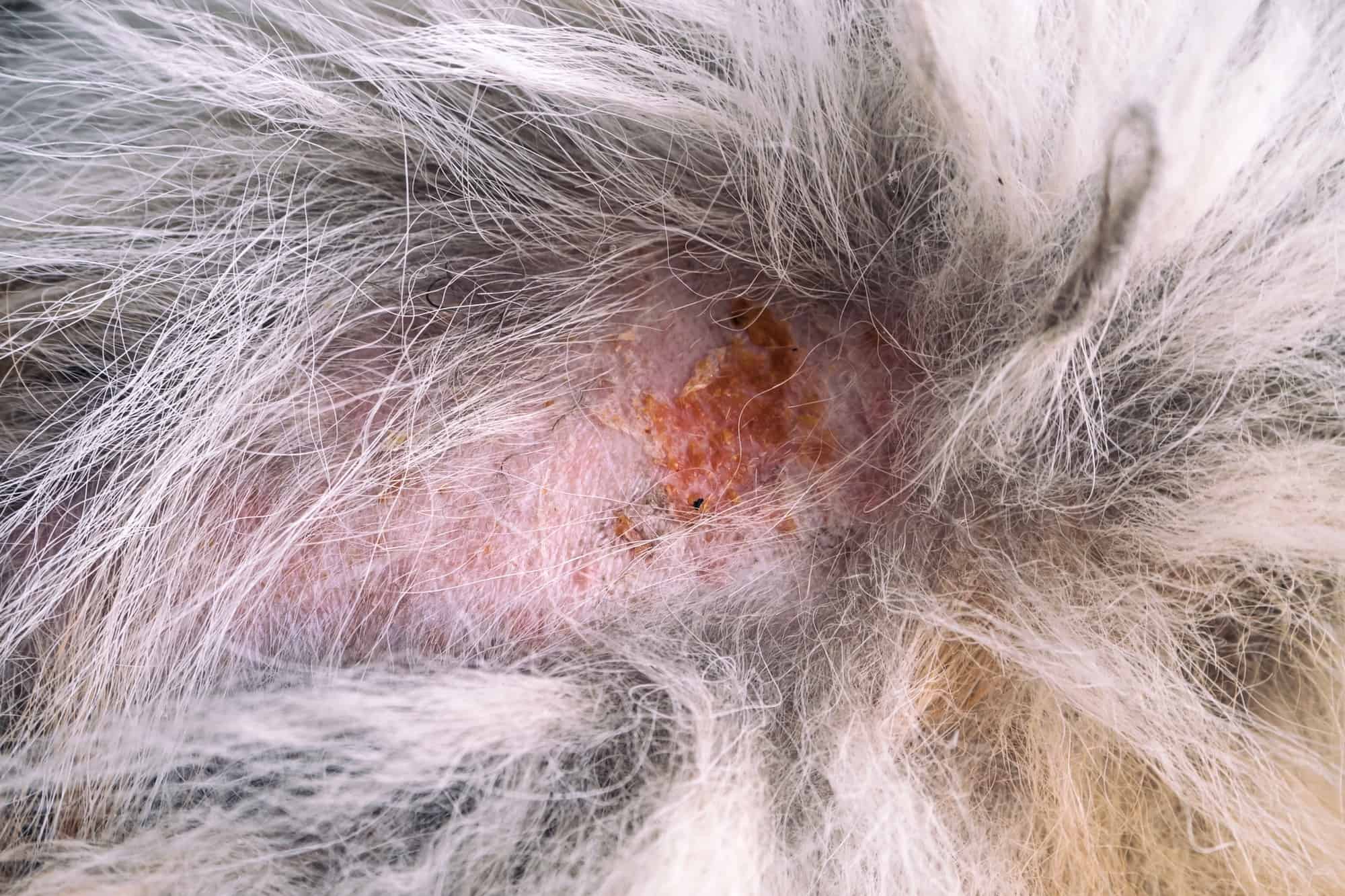 Crusty Scabs Around My Dog's Mouth (Causes, Treatment & Prevention)