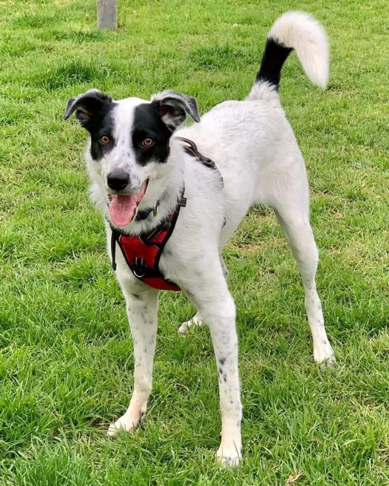 Australian Kelpie Border Collie Mix Info, Pictures, Facts, FAQs & More