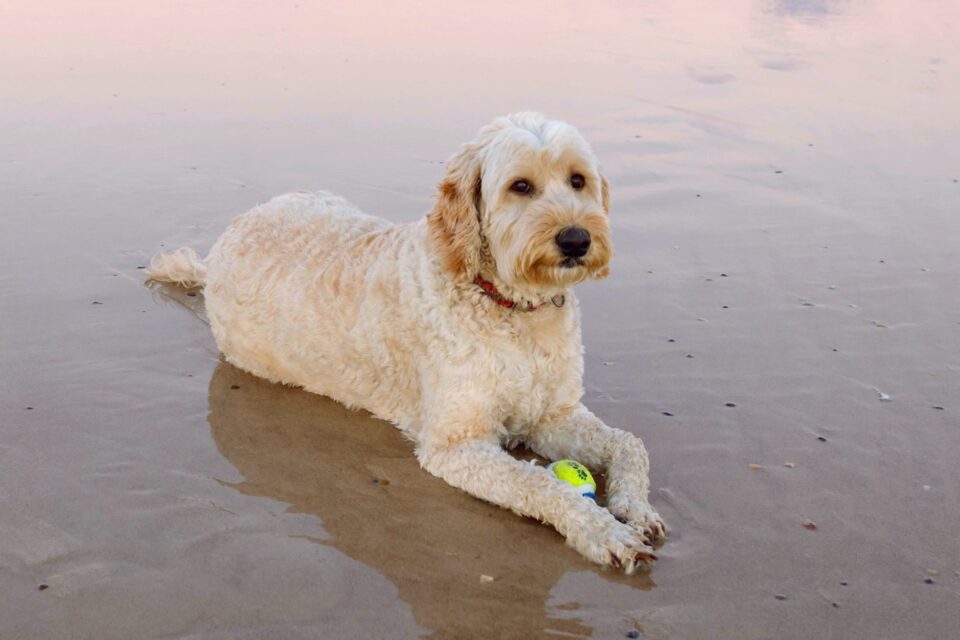 Australian Labradoodle Dog Breed Info, Pictures, Facts & FAQs