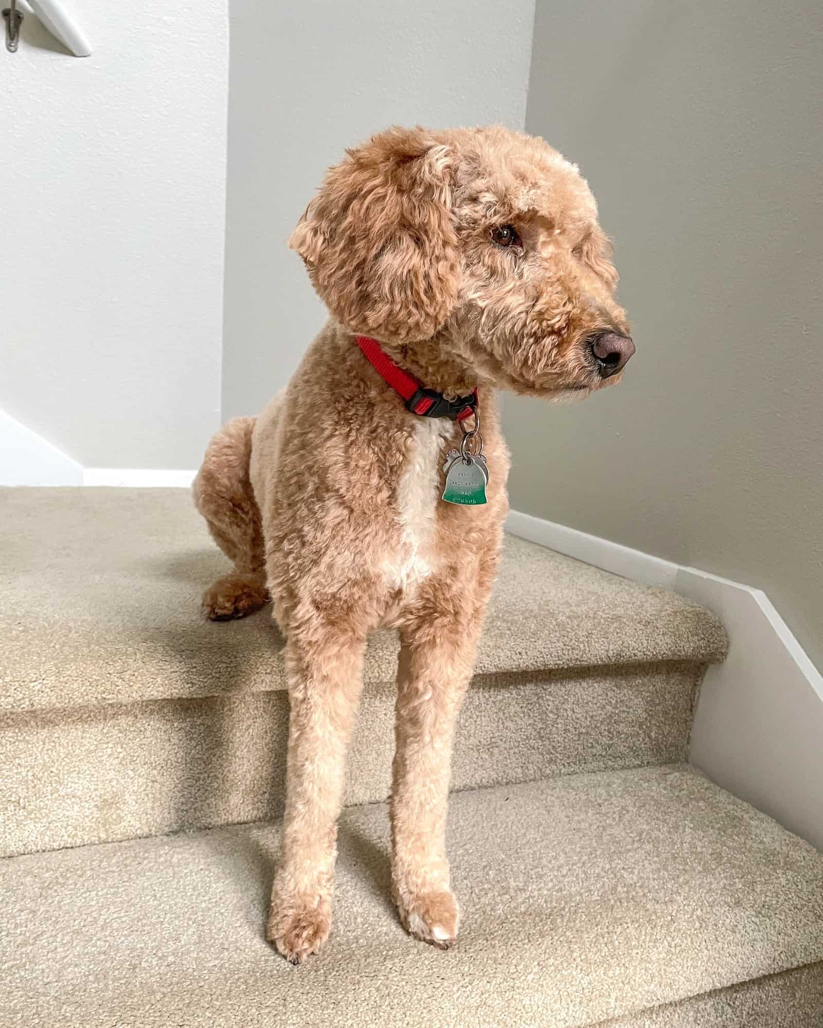 Australian Labradoodle Dog Breed Info, Pictures, Facts & FAQs