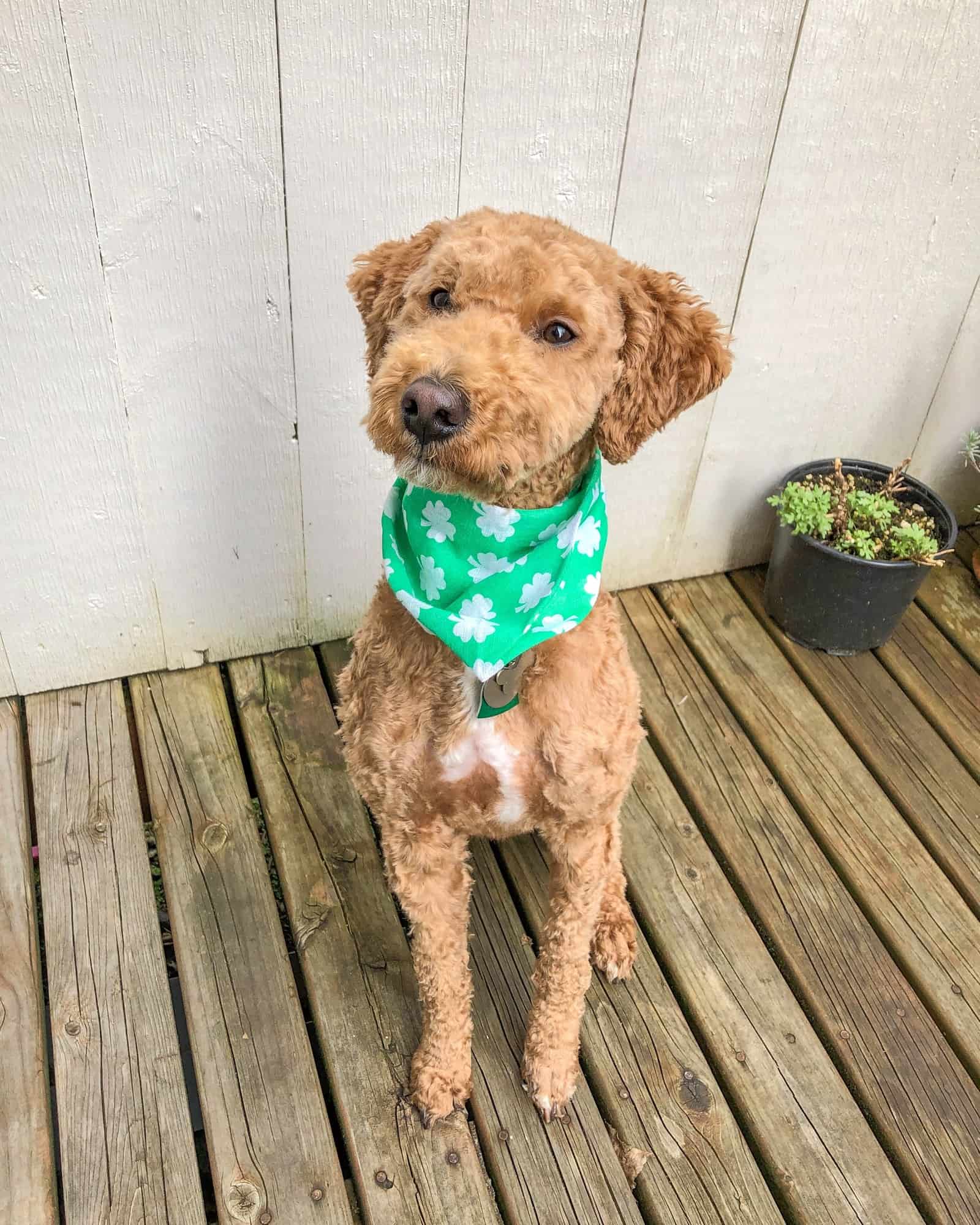 Australian Labradoodle Dog Breed Info, Pictures, Facts & FAQs