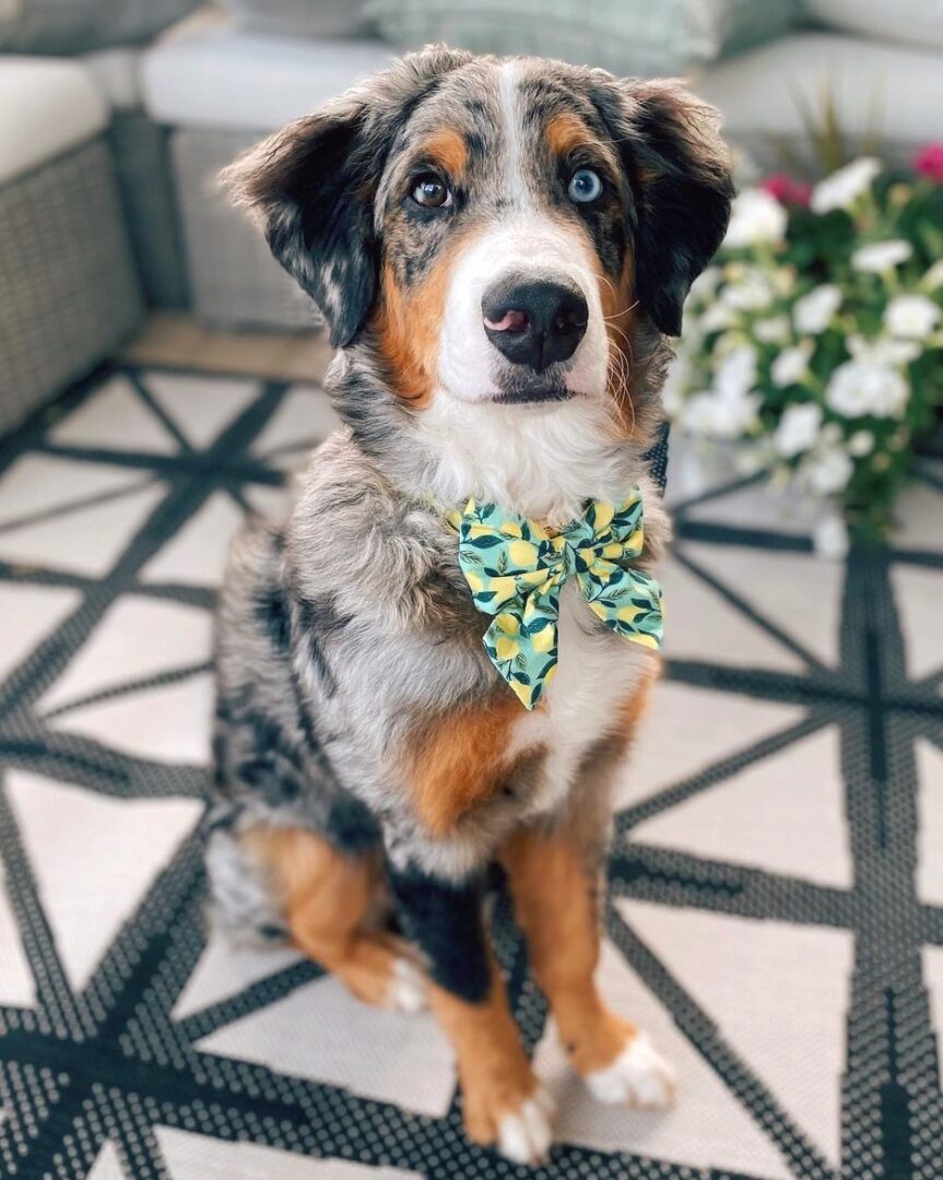 Australian Mountain Doodle Info, Pictures, Facts, FAQs & More