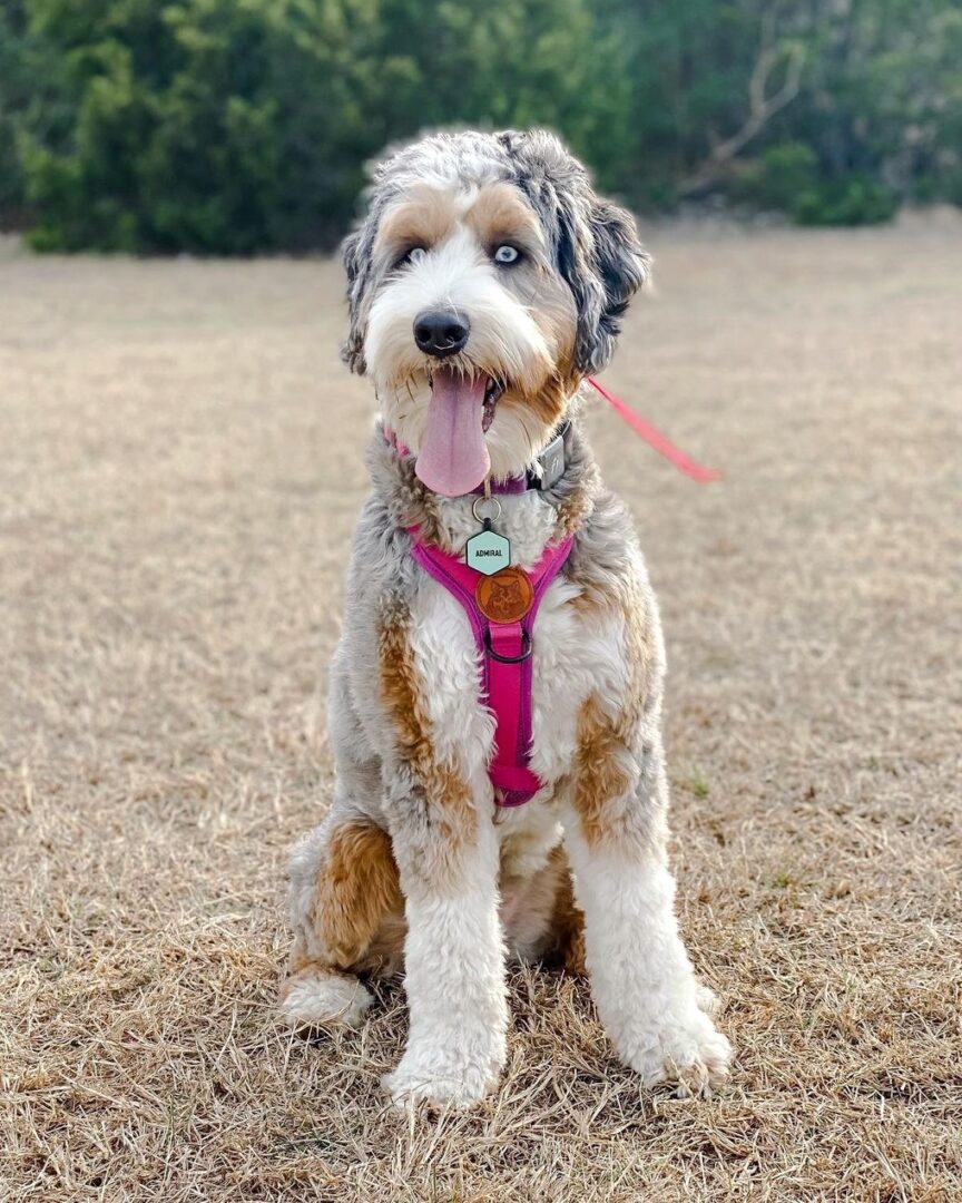 Australian Mountain Doodle Info, Pictures, Facts, FAQs & More