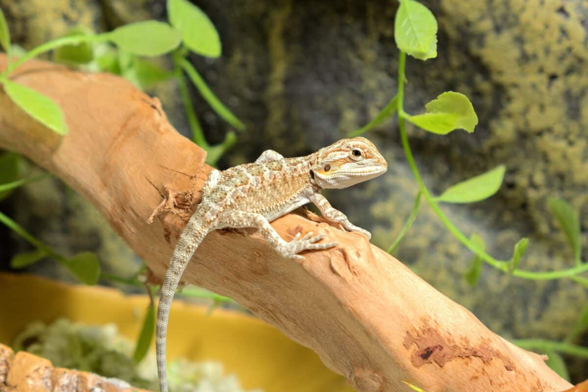 Baby Bearded dragon in terrarium