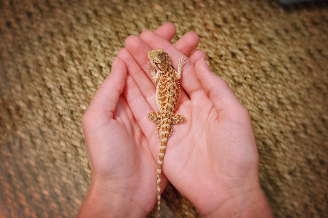 Baby Bearded Dragon Care The Ultimate Guide (With FAQs)