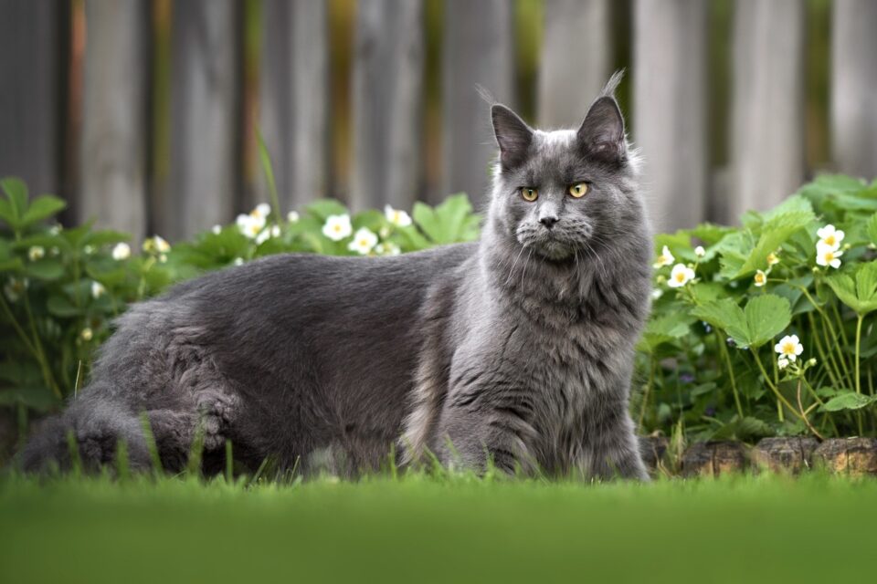 Grey Maine Coon Facts, Patterns & Traits (With Pictures)